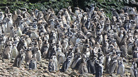 Penguins