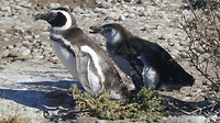 Jonge penguins