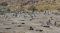 Penguins in hun holen
