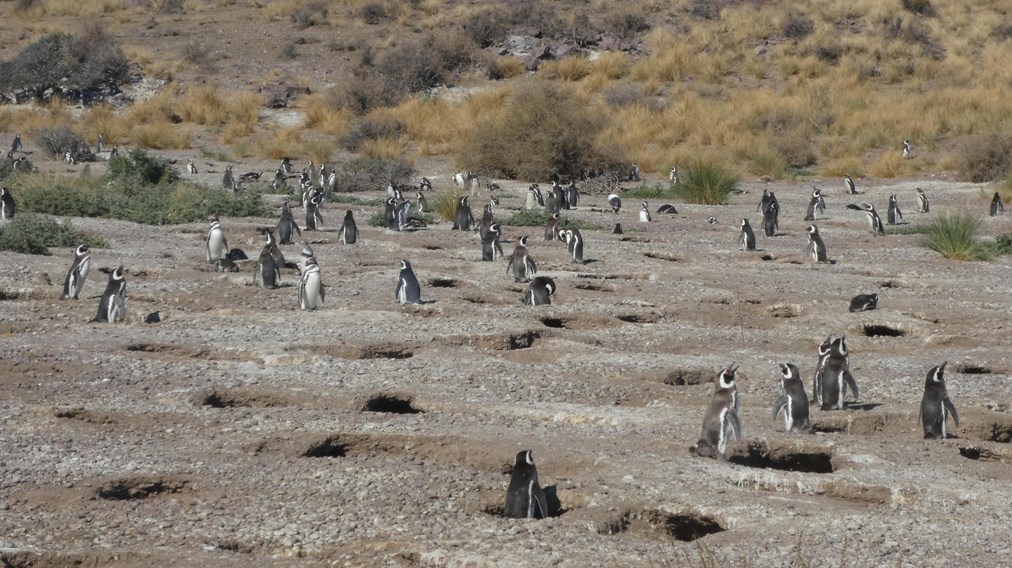 Penguins in hun holen