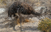 Struisvogel