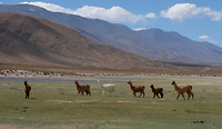 Lama's