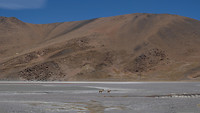 Twee eenzame vicuna's