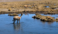 Vicuna neemt bad