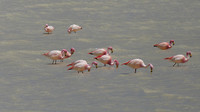 Flamingo's