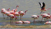 Flamingo's