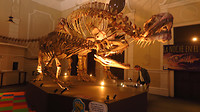 Dino