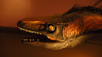 Dino