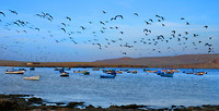 Paracas