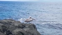 Galapagos  deel 2