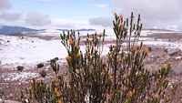 Landschap bij Chimborazo