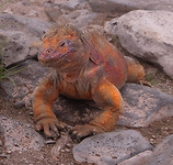 Landleguaan