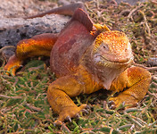 Landleguaan