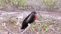 Fregatvogel