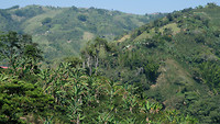 Jungle