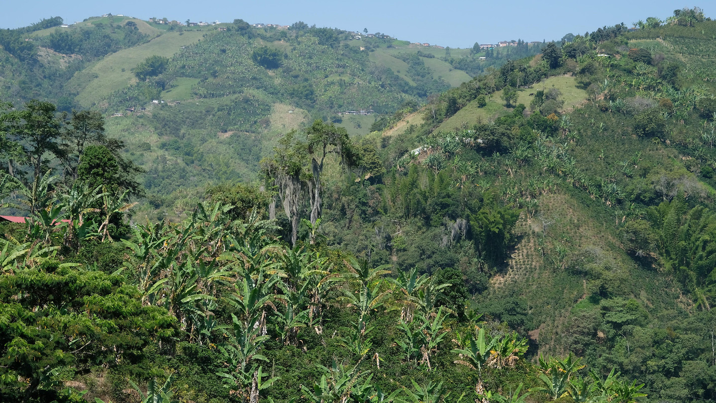 Jungle