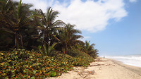 Caribische kust