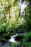 Jungle