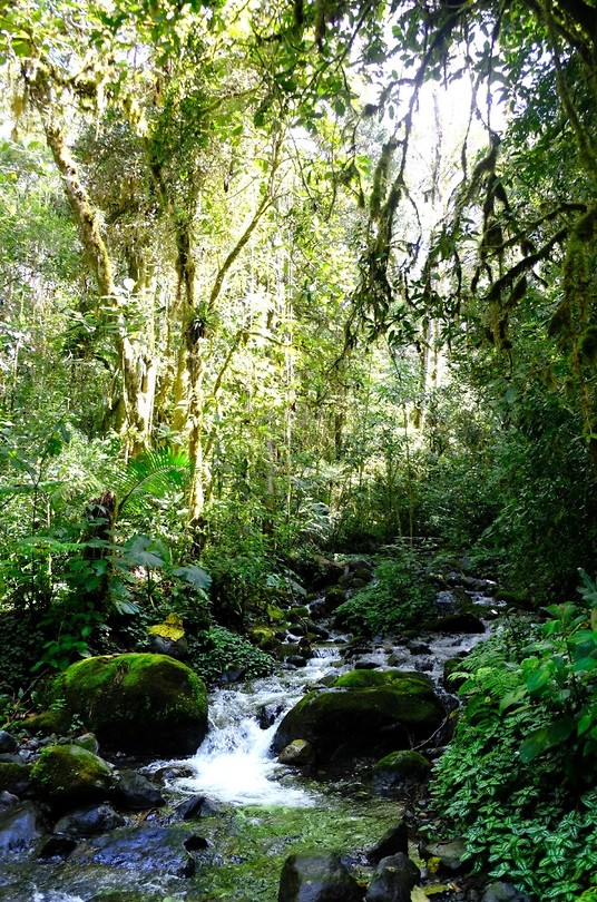 Jungle