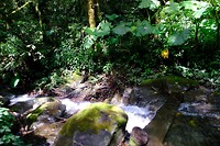 Jungle
