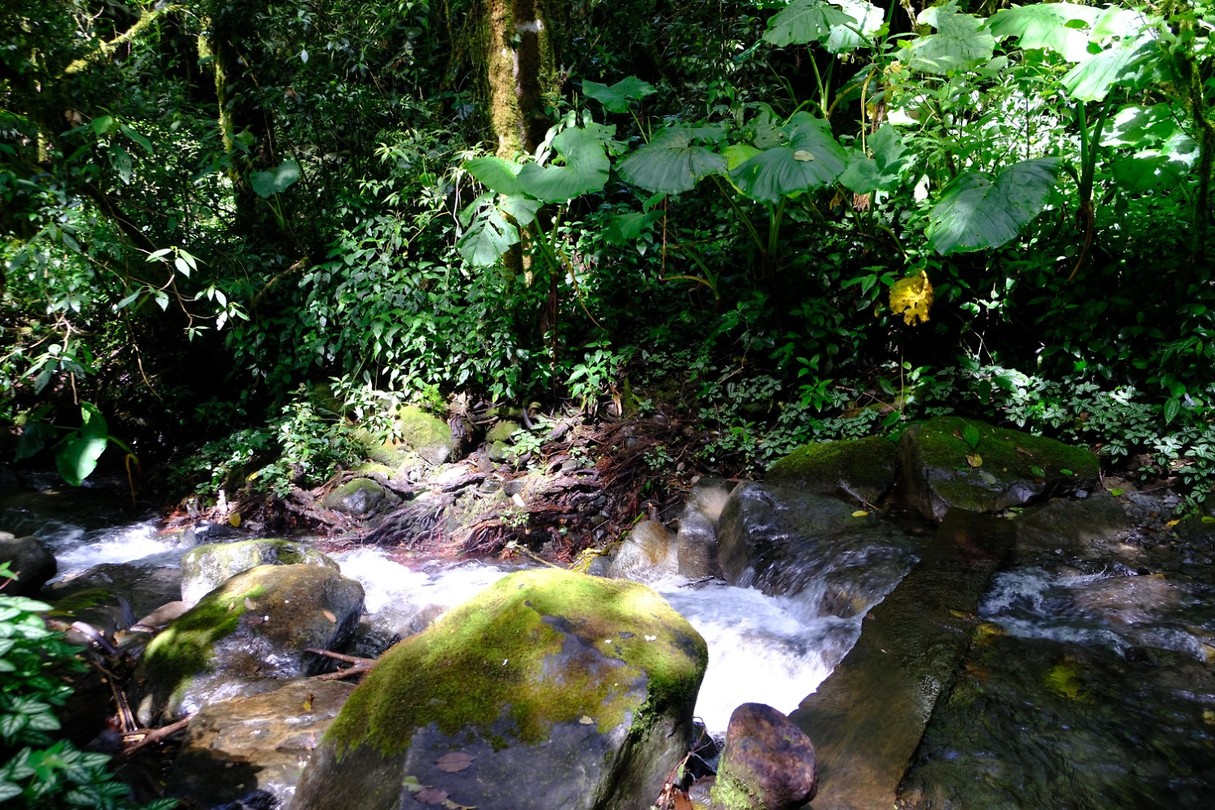 Jungle