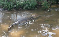 Krokodil