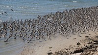 Fauna California Baja