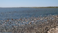 Fauna California Baja