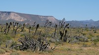 California Baja