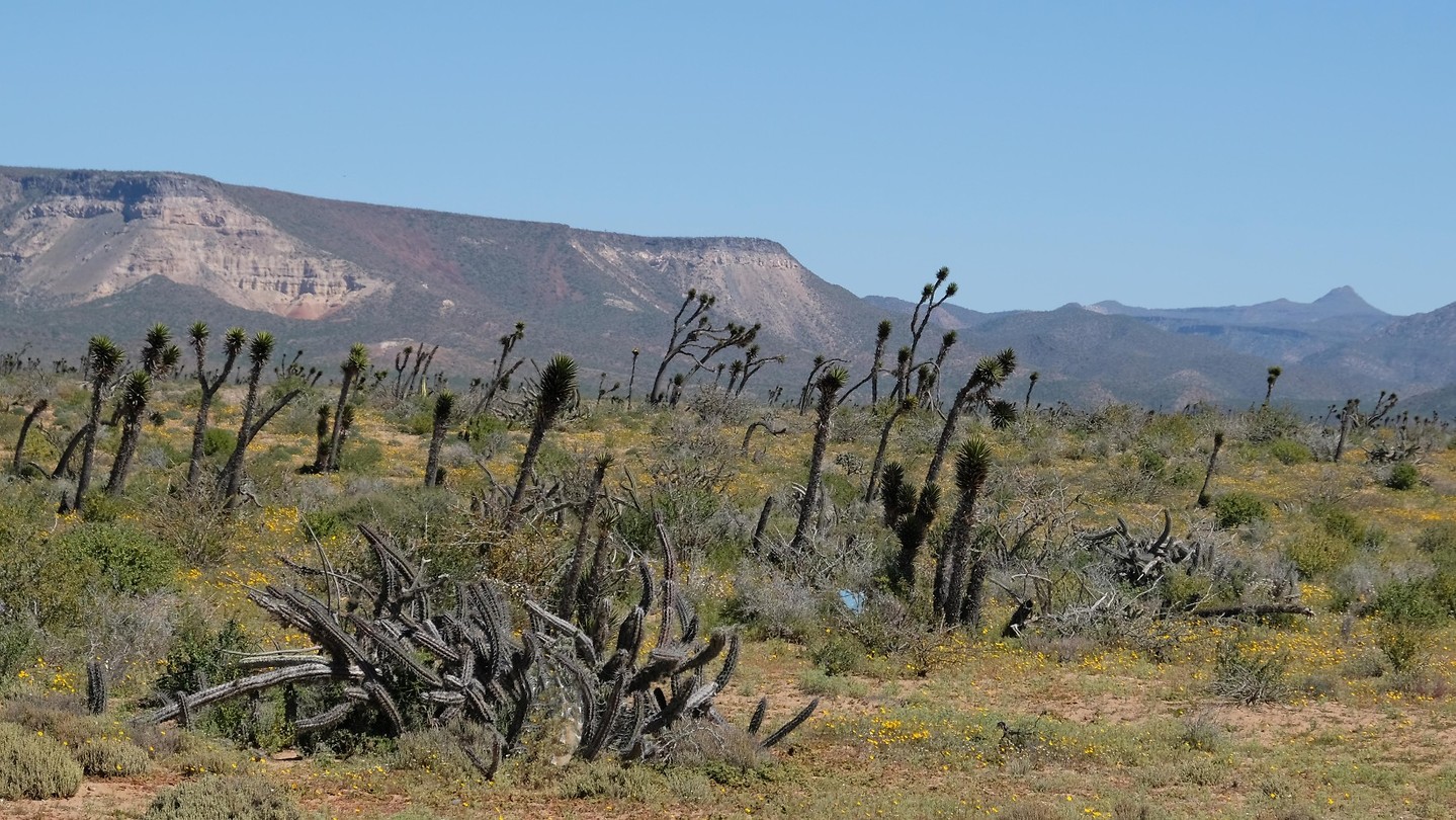 California Baja