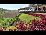 Cameron Highlands - City Video Guide