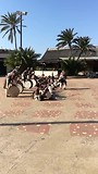 Zulu dansers