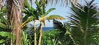 De zee tussen de bananenbomen door
