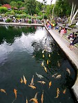 Koi karpers