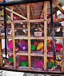 Heel veel kuikens en vogeltjes in een hok op de scooter.