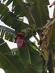 Bananen in de tuin