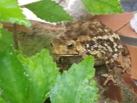Volgens mij lacht hij naar ons 😋🐸