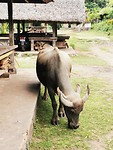 Al grazend kwam de buffel voorbij.