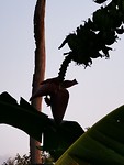 Vliegende hond of vleermuis bij bloem van de bananentros.