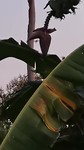 Kleine vogeltjes en vleermuisjes/vliegende hond bij bloem bananentros.