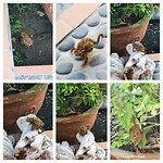 Daar was hij weer de huispad 🐸