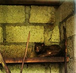 Een Luwak