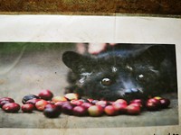 Foto van Luwak met koffiebonen.