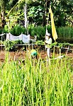 Oud en jong samen rijst planten.