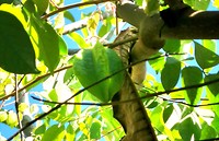 Sterfruit valt soms spontaan uit de boom in de tuin.
