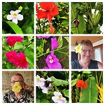 Vanmorgen even wat bloemen gefotografeerd.