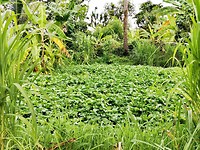 Het veld met waterspinazie achter ons huisje
