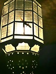 De gekko in de lamp 🦎