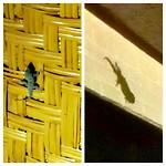 De kleine gekko links max 10 cm. De grote rechts zeker 25 cm en stuk dikker.