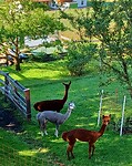Drie van de 5 Alpaca's van ons hotel.